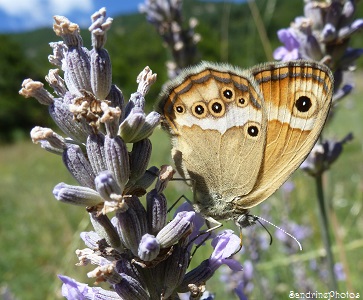 Fadet des garrigues, Coenonympha dorus,Nymphalidae, Papillon de jour, Randonnée de la Petite chapelle de Mont Blanc, Entrevaux, Alpes de Hautes Provence