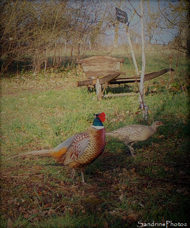 Faisan, faisane, Le Verger, Bouresse, Refuge LPO, Biodiversité du Sud-Vienne (2)