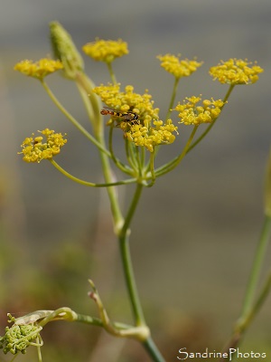 Fenouil commun, Foeniculum vulgare, Marais salants de Guérande, Pradel, Loire-Atlantique (15)