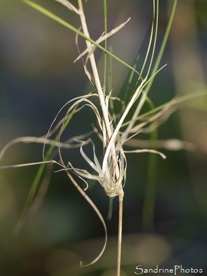 Fétuque vivipare, Festuca ovina var. vivipara, Graminées, Plantes sauvages, La Planchette, Queaux, Refuge LPO (8)