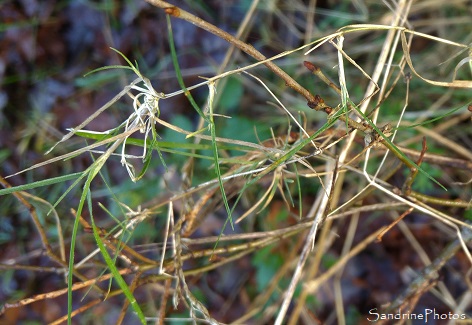 Fétuque vivipare, Festuca ovina var. vivipara, Graminées, Plantes sauvages, La Planchette, Queaux, Refuge LPO (9)