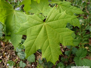 Feuille d`érable Arbres et arbustes du Poitou-Charentes (2)