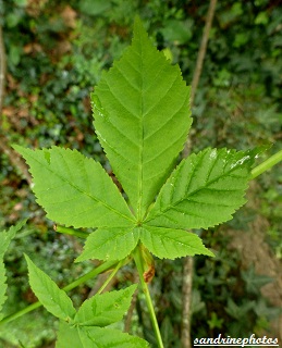 Feuille de marronnier d`Inde Aesculus Hippocastanum Arbres et arbustes du Poitou-Charentes Sandrinephotos 