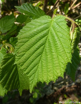 Feuille de noisetier, arbres fruitiers, Hazelnut tree leaf, Fruit trees, Bouresse, Poitou-Charentes, France