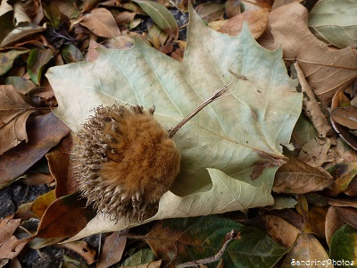 Feuille et fruit du platane, leaf and fruit of Plane tree, Trees and bushes, Bouresse, Poitou-Charentes, Nature of France