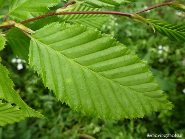 Feuilles de charme, Carpinus betulus, Arbre et feuilles, Trees and leaves, Bouresse, Poitou-Charentes (4)