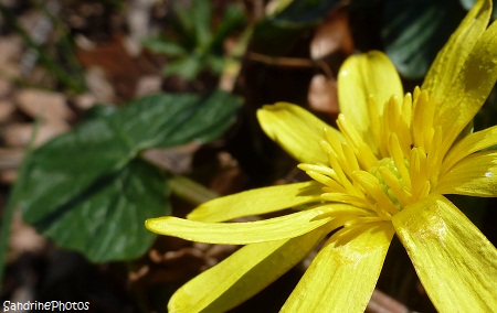 Ficaire, Ranunculus ficaria, Une des premières fleurs sauvages de l`année, one of the first wild flowers of the year, Bouresse, Poitou-Charentes