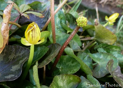 Ficaire, Ranunculus ficaria, Une des premières fleurs sauvages jaunes de l`année, one of the first wild flowers of the year, Bouresse, Poitou-Charentes 86 SandrinePhotos (2)