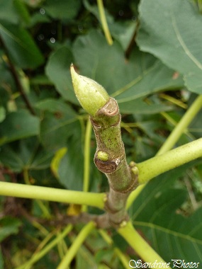 Figuier, Ficus carica, bourgeon et feuille, arbres fruitiers, Bouresse, Poitou-Charentes (4)