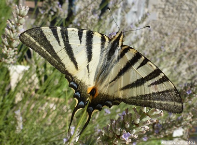 Flambé, Iphiclides podalirius, Papilionidae, Papillon de jour, Avignon-juillet 2013, SandrinePhotos (2)