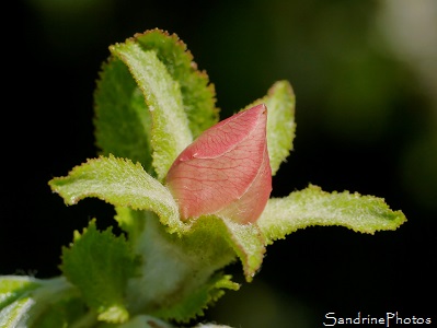 Fleur de Cognassier en bouton, Arbres fruitiers, Fruit trees, Quince tree, Quinces, Bouresse, le Verger 86, Sud-Vienne, Poitou (4)