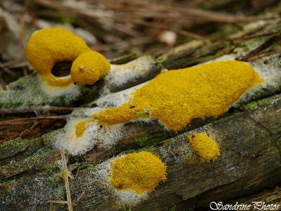 Fleur de Tan, Fuligo septica, Myxomycètes, Champignon Moisissure jaune sur bois de chêne pourri, Dog vomit slime mold, Forêt de Verrières (12)