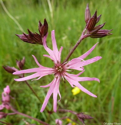 Fleur de coucou, Lychnis, Fleurs sauvages roses, la Planchette 2020