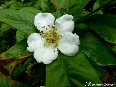 Fleur de néflier, arbres fruitiers sauvages, Poitou-Charentes (2)