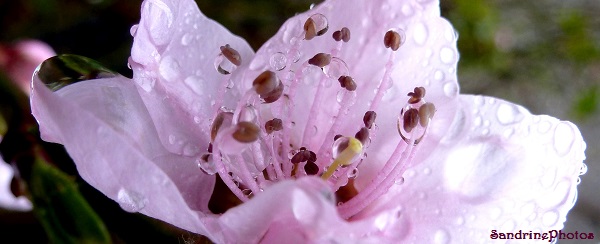 Fleur de pêcher sous la pluie, Gouttes d`eau , Joyeuses Pâques, Eastern feast, Peachtree flower under the rain, raindrops, Bouresse, Poitou-Charentes, beauty of Nature in France (2)