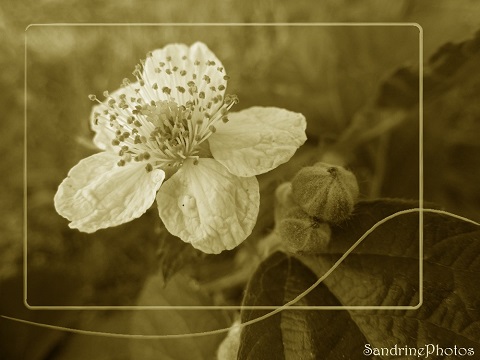 Fleur de ronces blanches, image sépia, fleurs sauvages du Jardin 14 juillet 2013, Bouresse, Poitou-Charentes