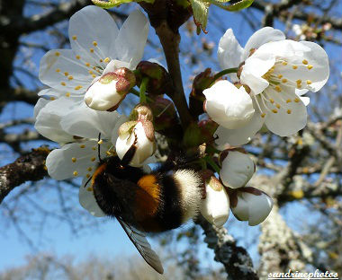 Fleurs de cerisier butinées par un beau bourdon arbres fruitiers