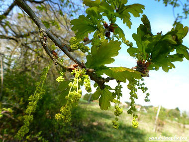 Fleurs de chêne pédonculé Quercus robur Quercus pedonculata Arbres et arbustes du Poitou-Charentes Bouresse