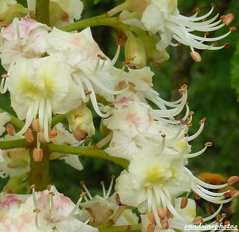 Fleurs de marronnier d`Inde Arbres et arbustes du Poitou-Charentes Bouresse Sandrinephotos