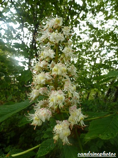 Fleurs en grappe de marronnier d`Inde Arbres et arbustes du Poitou-Charentes Sandrinephotos 