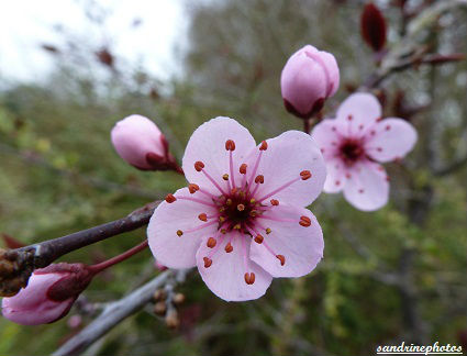 fleurs et boutons de fleurs de Prunus 