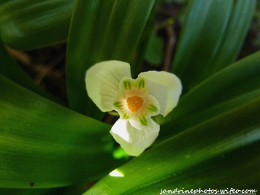 fleur de perce-neige clochette galanthus nivalis 86