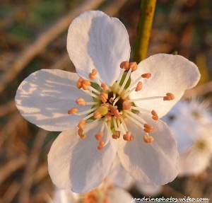 fleur de prunelle sauvage Bourgeons, fleurs et feuilles