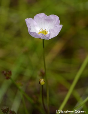 Flteau rampant, Baldellia repens, Fleur sauvage blanc rosé à trois pétales, coeur jaune, feuilles en forme de lance, marais, terres humides, Les grandes brandes de Lussac 86