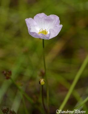 Flteau rampant, Baldellia repens, Fleur sauvage blanc rosé à trois pétales, coeur jaune, feuilles en forme de lance, marais, terres humides, Les grandes brandes de Lussac 86