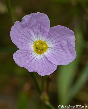 Fluteau rampant, Baldellia repens, Fleur sauvage blanc rosé à trois pétales, coeur jaune, feuilles en forme de lance, marais, terres humides, light violet Wild flowers of Poitou-Charentes (8)