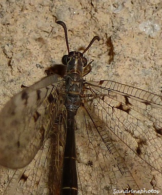 fourmilion longicorne -Distoleon tetragrammicus -Myrmeleontidae, Névroptères-Bouresse, Poitou-Charentes SandrinePhotos Esprit Nature 86 (1)