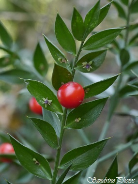 Fragon piquant, Faux houx, Ruscus aculeatus, Arbres et arbustes, Gouex - Bouresse, Ballade, rando, nature, biodiversité dans le Poitou-Charentes-Aquitaine (4)