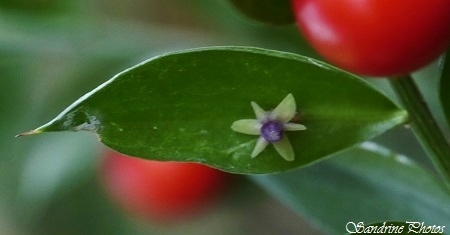 Fragon piquant, Faux houx, Ruscus aculeatus, Arbres et arbustes, Gouex - Bouresse, Ballade, rando, nature, biodiversité dans le Poitou-Charentes-Aquitaine (9)