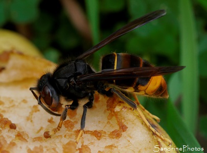 Frelon asiatique, Vespa velutina, Hyménoptères, Vespidae, le Verger, Bouresse 86 (10)