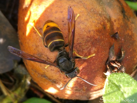 Frelon asiatique, Vespidae, Insectes hyménoptères Le Verger, Bouresse (11)