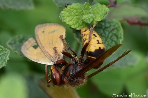Frelon européen dévorant un papillon sur des menthes sauvages, La Planchette, Queaux Biodiversité du Sud Vienne 86
