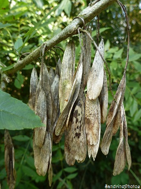 Frêne commun, Fraxinus excelsior, Arbres, Graines, Fruits, Seeds, Trees, Bouresse, 86Vienne, Poitou-Charentes, Nature en France 8 juillet 2013   (2)