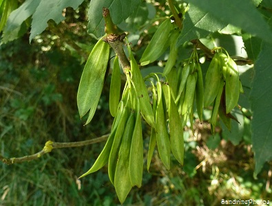 Frêne commun, Fraxinus excelsior, Arbres, Graines, Fruits, Seeds, Trees, Bouresse, 86Vienne, Poitou-Charentes, Nature en France 8 juillet 2013   (3)