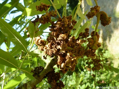 Frêne commun, Fraxinus excelsior, Feuilles, Arbres, Fleurs, Flowers, Trees, Bouresse 86, Vienne, Poitou-Charentes, Nature en France 8 juillet 2013   (3)