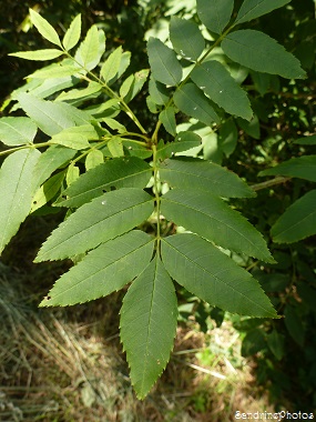 Frêne commun, Fraxinus excelsior, Feuilles, Arbres, Leaves, Trees, Bouresse, Vienne, Poitou-Charentes, Nature en France 8 juillet 2013 (1)