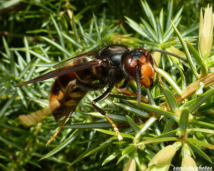 frelon asiatique Vespa Velutina Insectes du Poitou-Charentes Bouresse GF