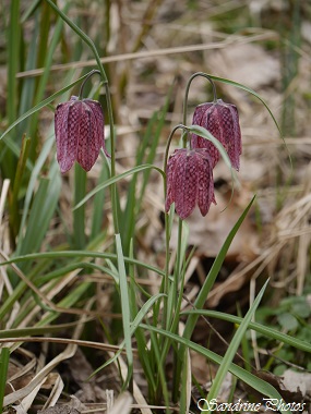 Fritillaire pintade, Fritillaria meleagris, Tulipe sauvage, wild tulip, Pink wild flowers, Rare, Fleurs sauvages roses du Poitou-Charentes, Vienne, Château-Garnier (54)