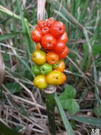 Fruit à gaines jaunes, oranges et rouges du gouet maculé Arum sauvage Arum maculatum 