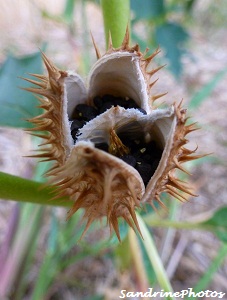 Fruit du Datura stramonium- Toxique-Stramoine fleurs sauvages , Toxic Fruit of Sacred Datura wildflower, Bouresse, Poitou-Charentes (11)