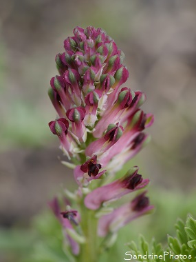 Fumeterre officinale, Fumaria officinalis, Fleurs sauvages rose foncé, Dark pink wild flowers, Jardin Le Verger Bouresse (49)