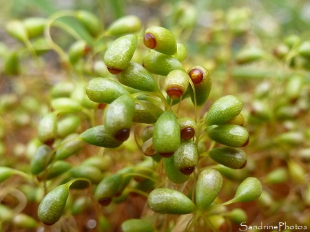 Funaire hygromètre, Funaria hygrometrica, Funariaceae, Bryophyte, Mousse, Le Verger, Bouresse, Biodiversité du Sud-Vienne (12)