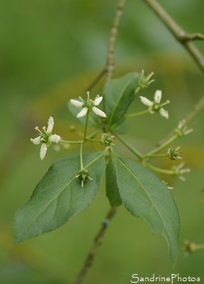 Fusain d`Europe, Euonymus europaeus, Jardin, Le Verger, Bouresse, Région Aquitaine-Limousin-Poitou-Charentes (21)