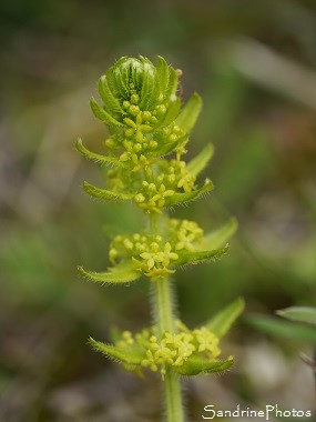 Gaillet croisette, Cruciata laevipes, Galium cruciata, Fleurs sauvages jaunes, Jardin, Le Verger Bouresse (14)