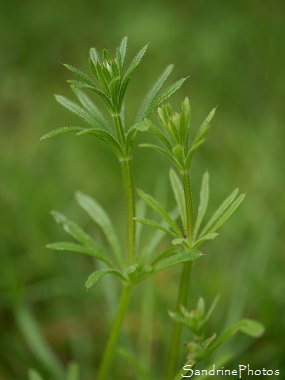 Gaillet gratteron, Galium aparine, Fleurs sauvages blanches, White wild flowers, Jardin, Bouresse, Le Verger, région Aquitaine-Limousin-Poitou-Charentes (26)