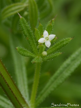 Gaillet gratteron, Galium aparine, Fleurs sauvages blanches, White wild flowers, Jardin, Bouresse, Le Verger, région Aquitaine-Limousin-Poitou-Charentes (27)